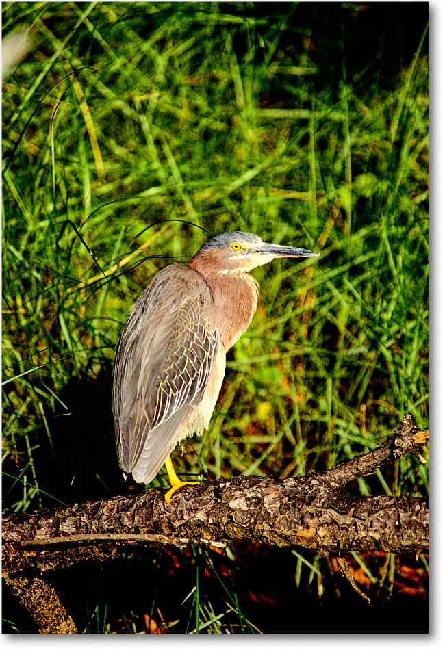 GreenHeron&Log_ChincoNWR_1999Jun_F16b copy