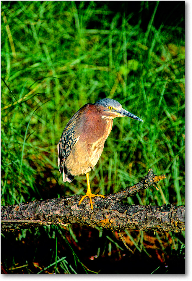 GreenHeron&Log_ChincoNWR_1999Jun_F21 copy