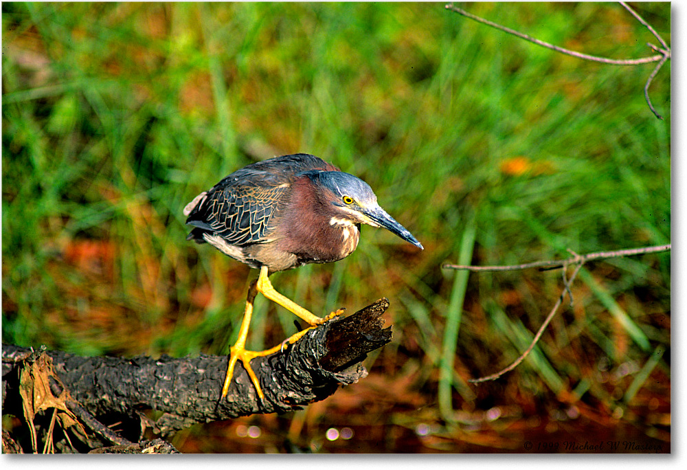 GreenHeron&Log_ChincoNWR_1999Jun_F24 copy