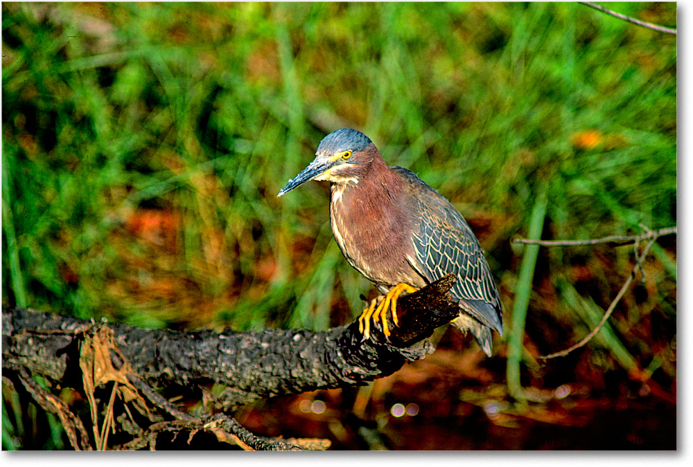 GreenHeron&Log_ChincoNWR_1999Jun_F28 copy