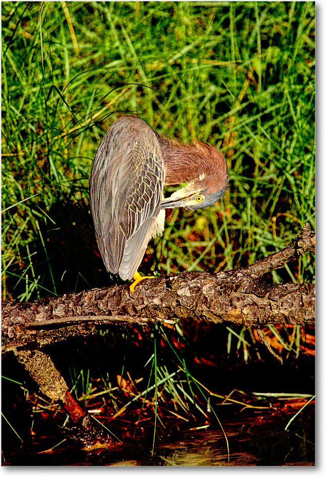 GreenHeron&Log_ChincoNWR_1999Jun_F28b copy
