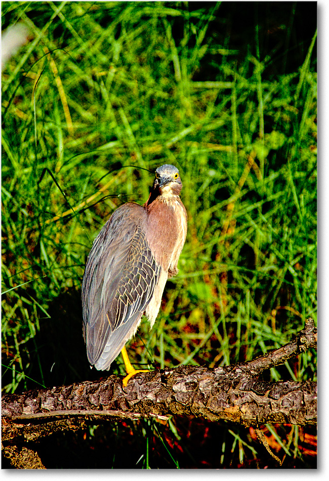 GreenHeron&Log_ChincoNWR_1999Jun_F33 copy