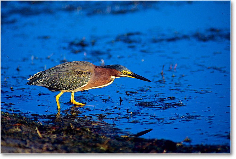 GreenHeron_ChincoNWR_1999Jun_E05 copy