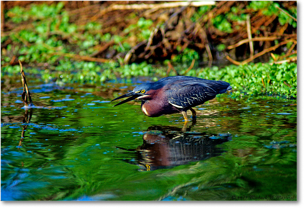 GreenHeron_ChincoNWR_1999Jun_E07 copy