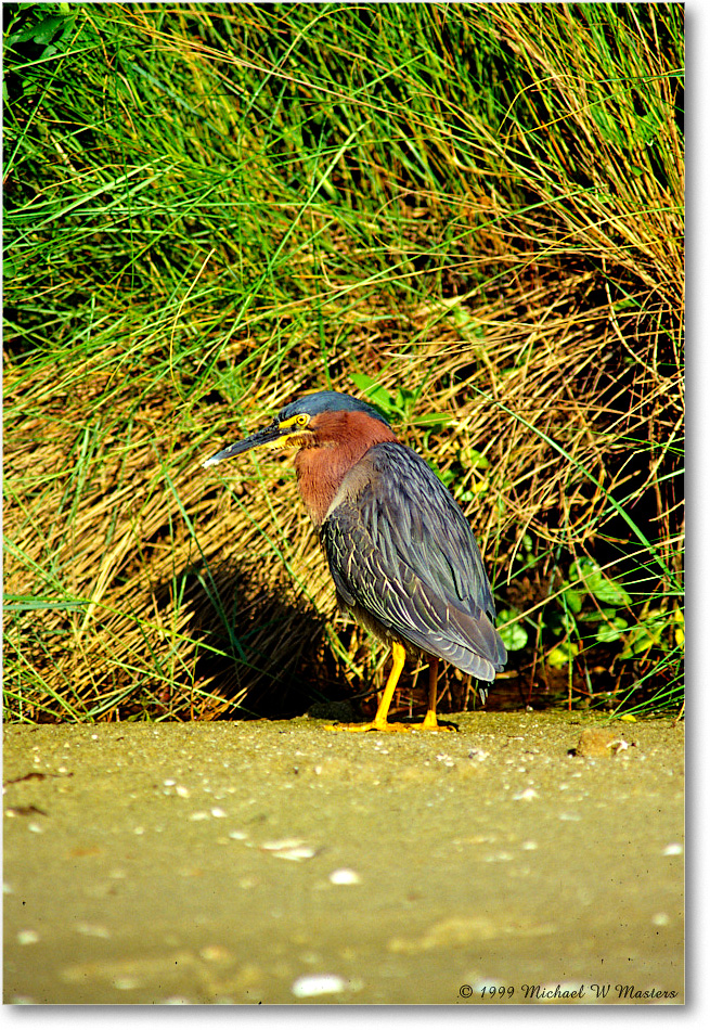 GreenHeron_ChincoNWR_1999Jun_E08 copy