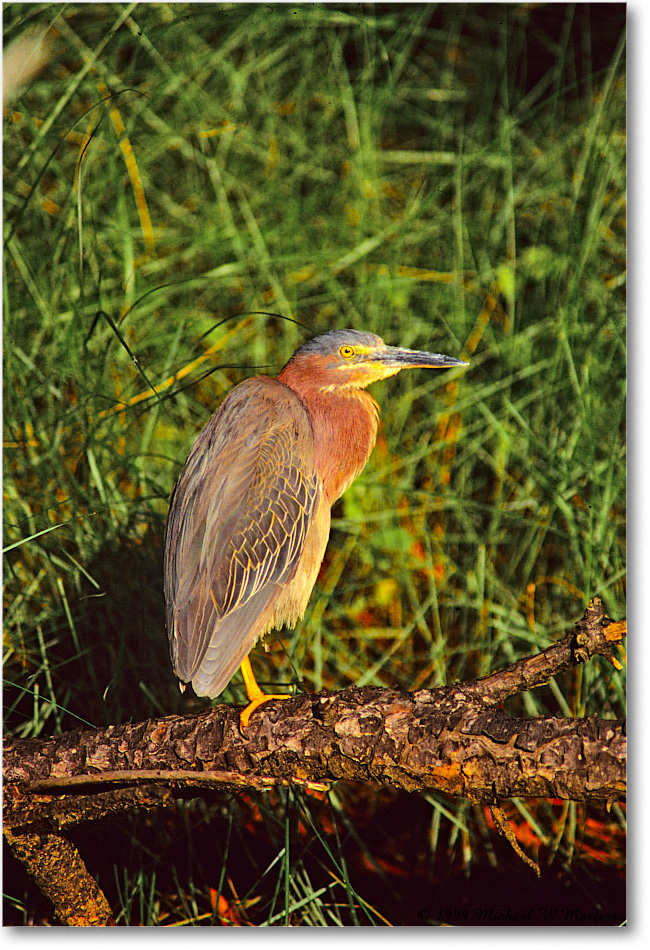 GreenHeron_ChincoNWR_1999Jun_E17 copy
