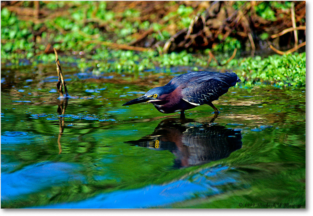 GreenHeron_ChincoNWR_1999Jun_E17b copy