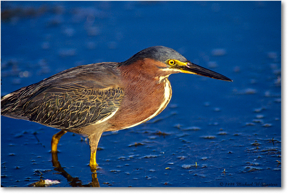 GreenHeron_ChincoNWR_1999Jun_E30 copy