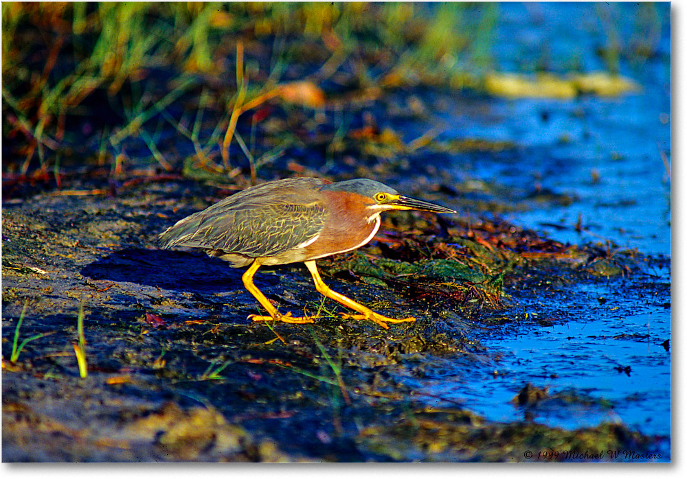 GreenHeron_ChincoNWR_1999Jun_E31 copy