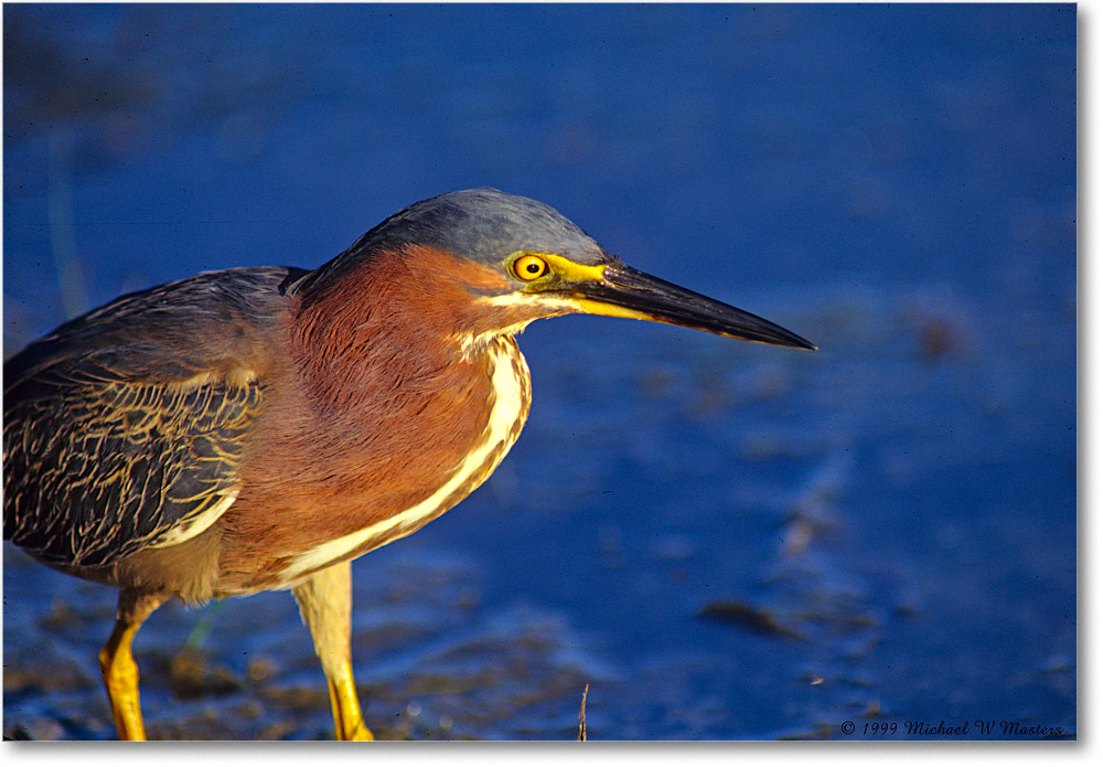 GreenHeron_ChincoNWR_1999Jun_E32 copy