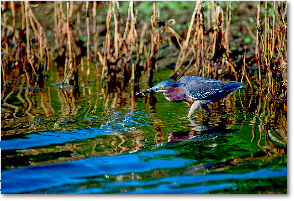 GreenHeron_ChincoNWR_1999Jun_F02 copy
