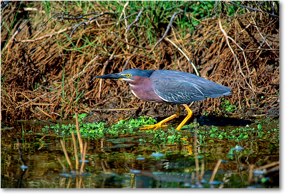 GreenHeron_ChincoNWR_1999Jun_F19 copy