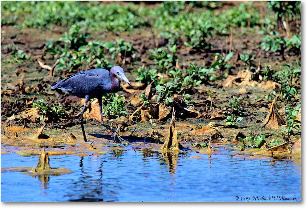 LittleBlueHeron_ChincoNWR_1998Jun_E26 copy