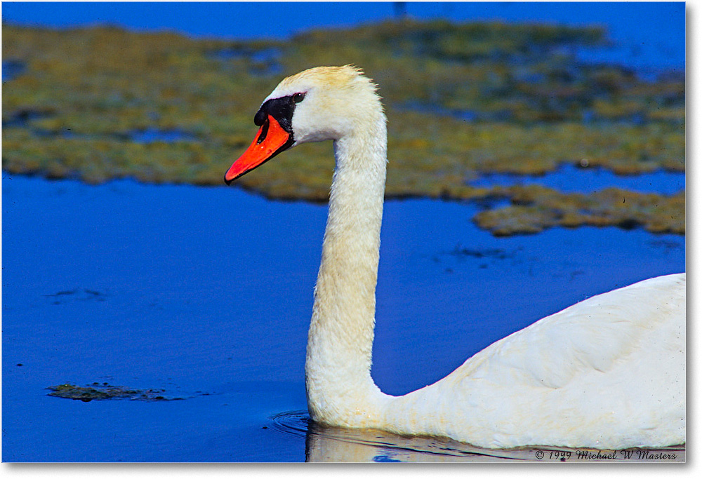MuteSwan_ChincoNWR_1999Jun_E01 copy