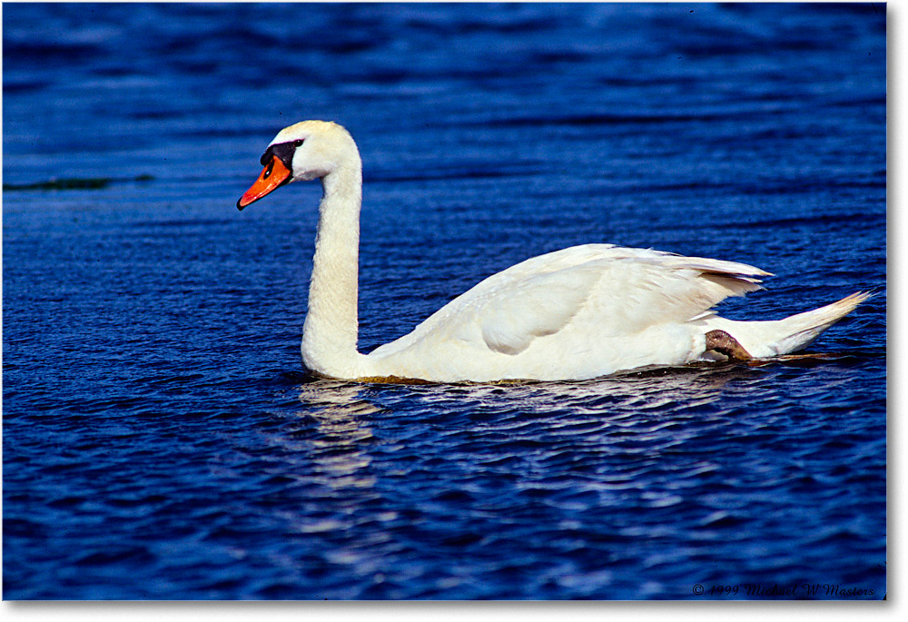 MuteSwan_ChincoNWR_1999Jun_E22 copy