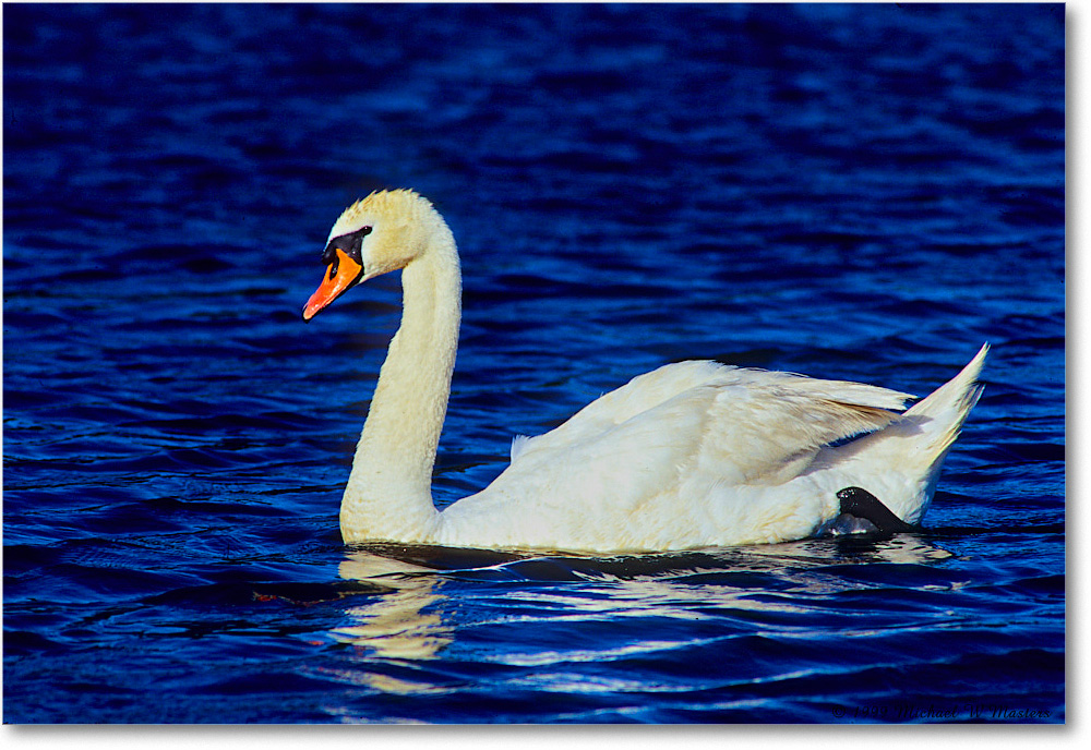 MuteSwan_ChincoNWR_1999Jun_E23 copy