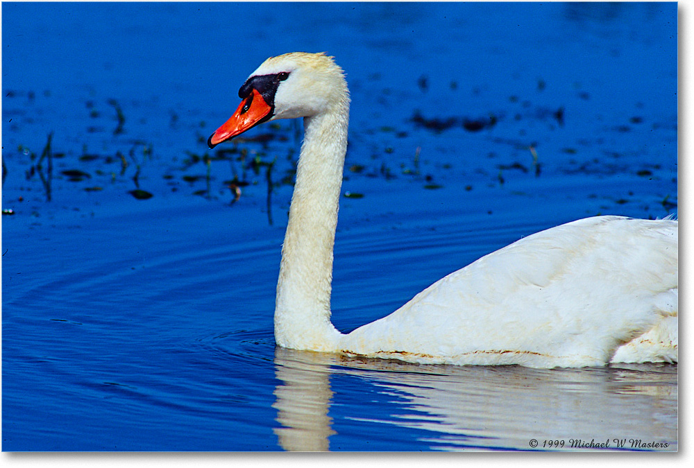 MuteSwan_ChincoNWR_1999Jun_E31 copy