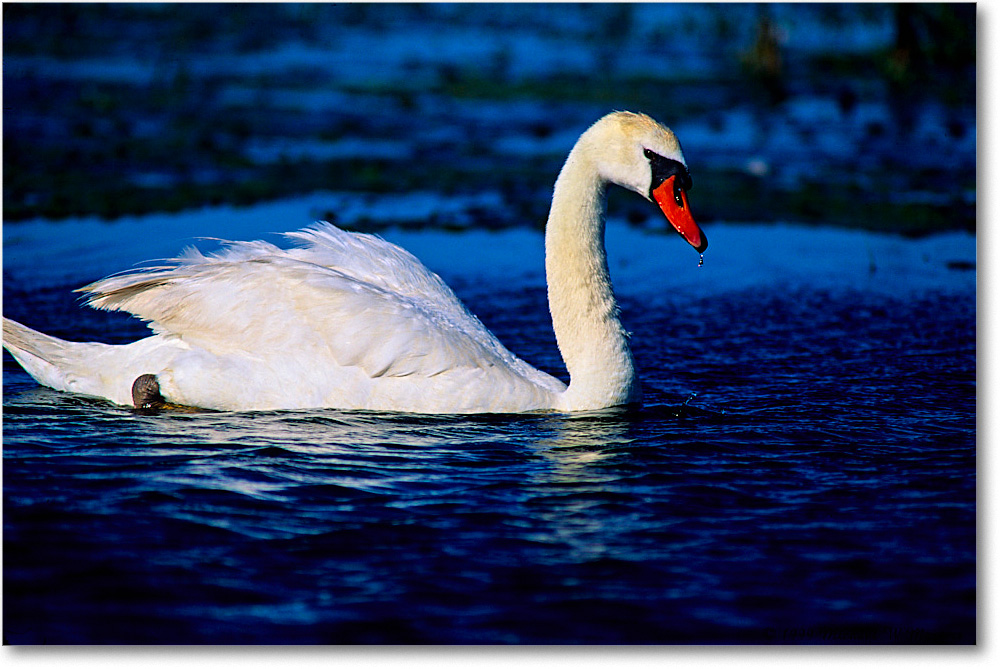 MuteSwan_ChincoNWR_1999Jun_E33 copy