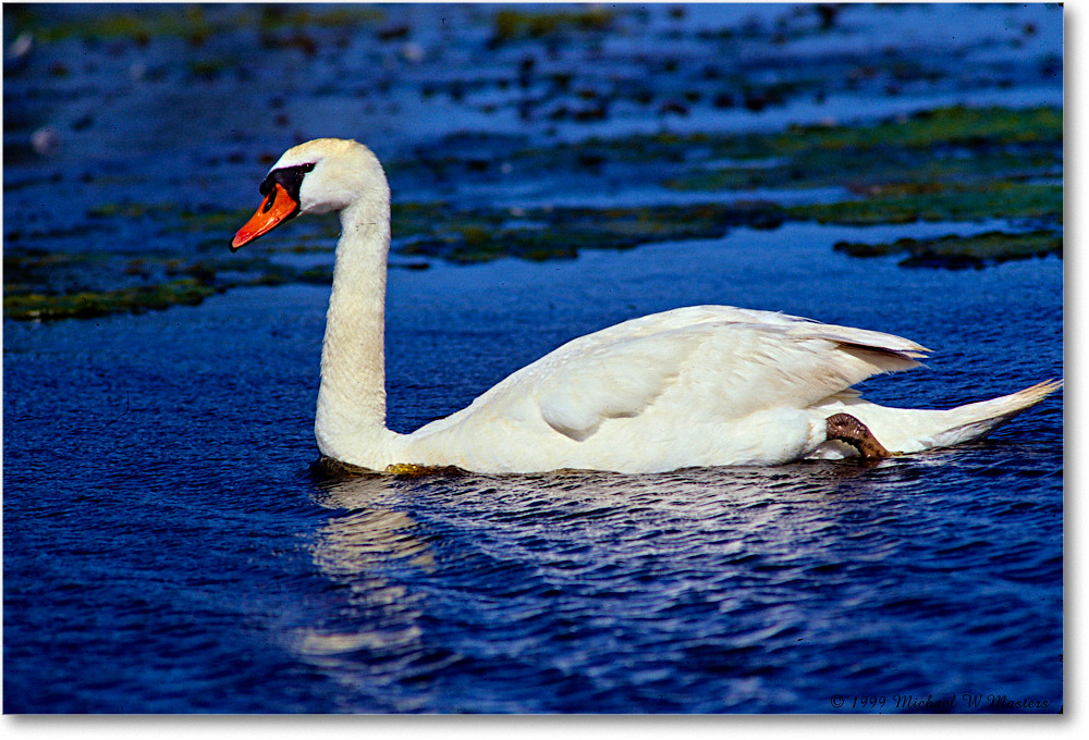 MuteSwan_ChincoNWR_1999Jun_E34 copy