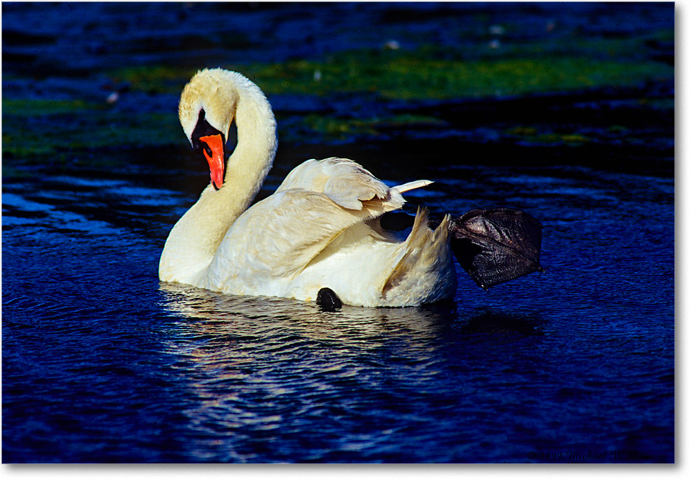 MuteSwan_ChincoNWR_1999Jun_E35 copy