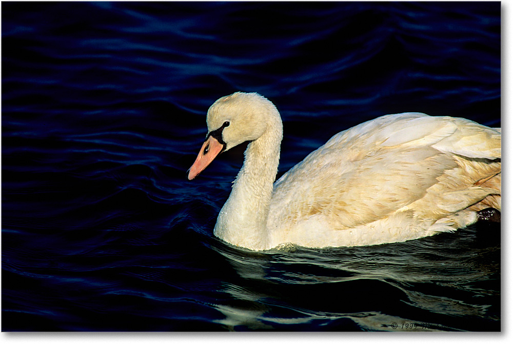 MuteSwan_ChincoNWR_1999Jun_F14 copy