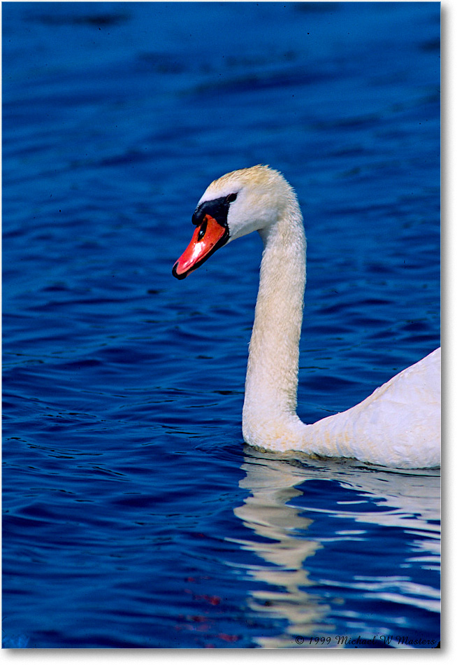 MuteSwan_ChincoNWR_1999Jun_F36 copy