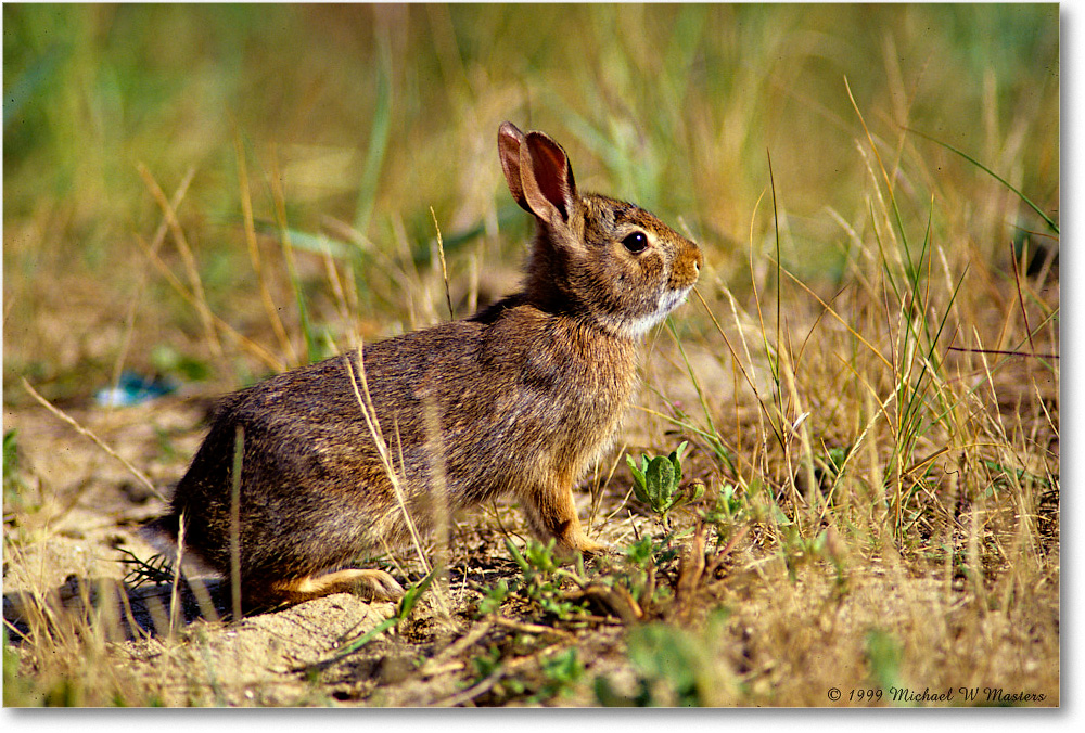 Rabbit_ChincoNWR_1999Jun_E07 copy
