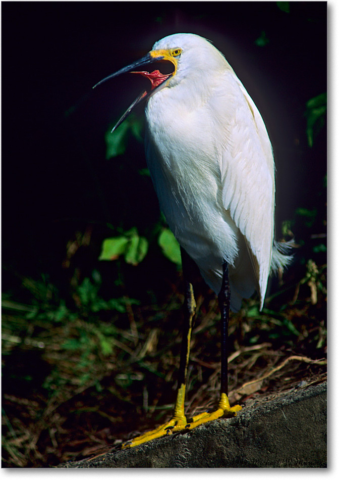 Snowy_ChincoNWR-EAspillway_1999Jun_F27 copy