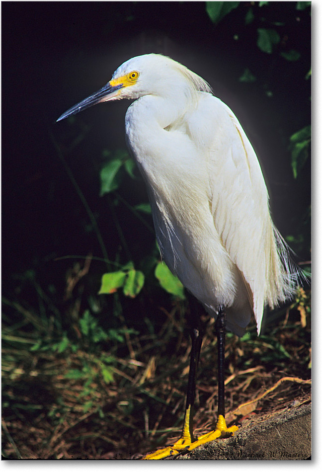 Snowy_ChincoNWR-EAspillway_1999Jun_F33 copy