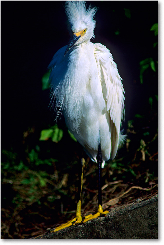 Snowy_ChincoNWR-EAspillway_1999Jun_F34 copy
