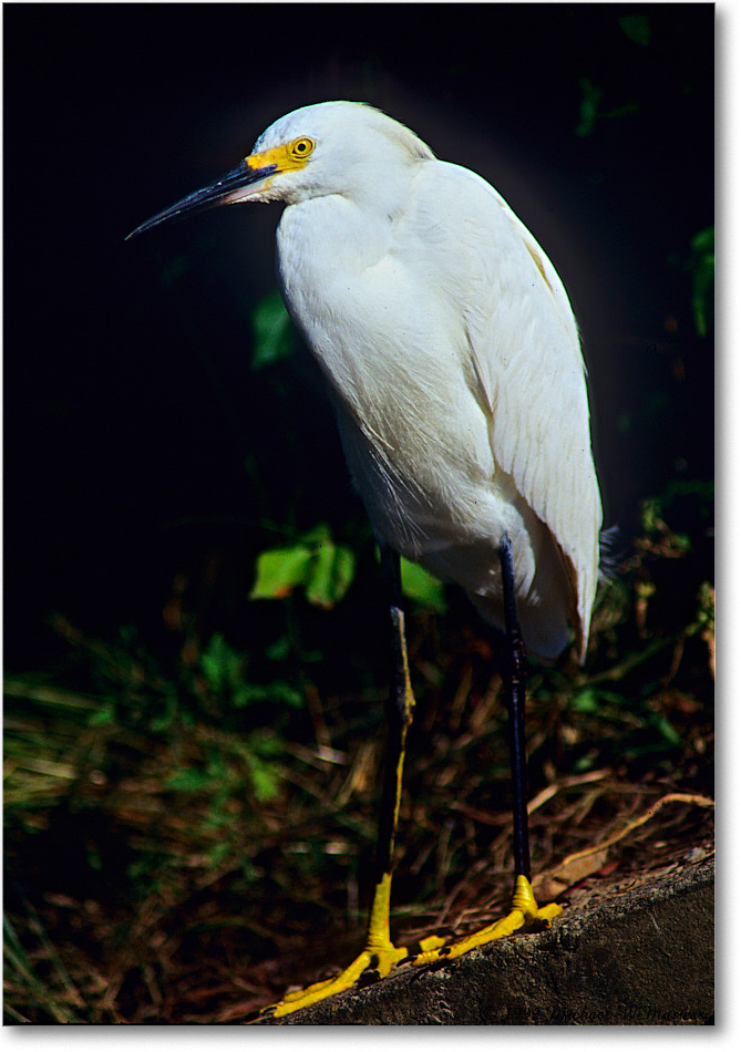 Snowy_ChincoNWR-EAspillway_1999Jun_F35 copy