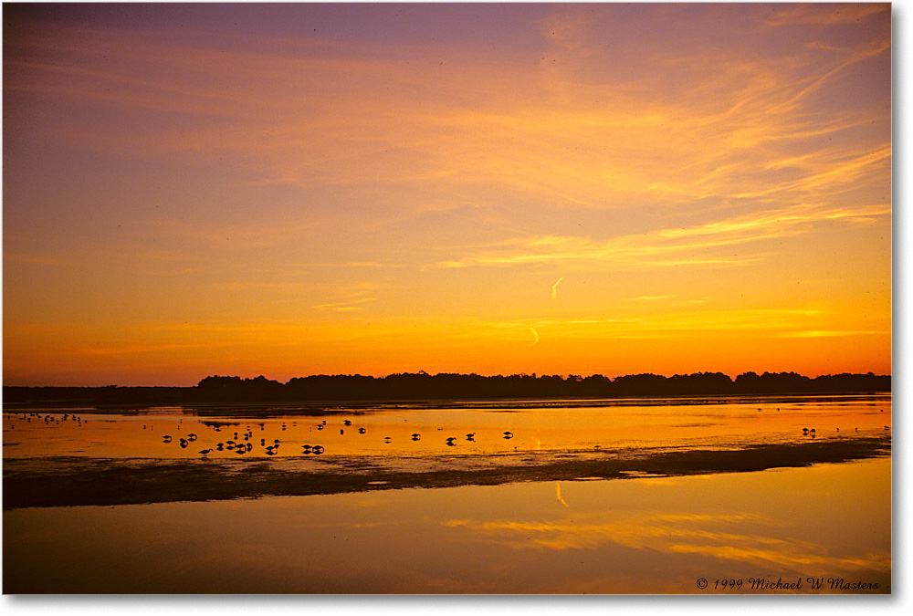 SwanCovePreDawn_ChincoNWR_1999Jun_E05 copy