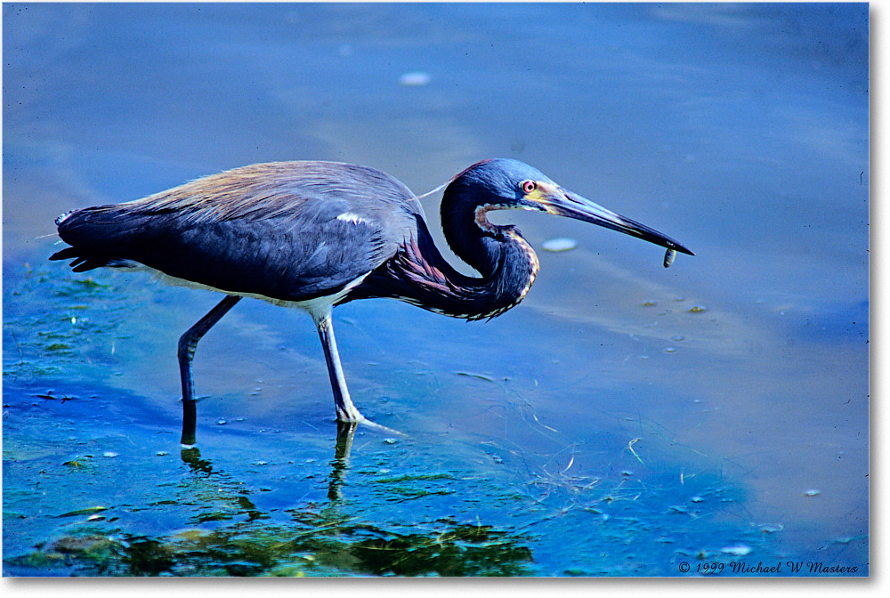 TricolorHeron_ChincoNWR_1999Jun_E11 copy
