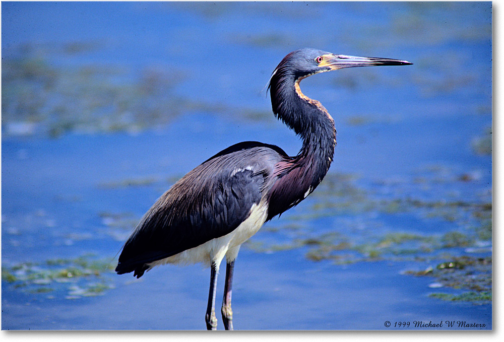 TricolorHeron_ChincoNWR_1999Jun_E27 copy