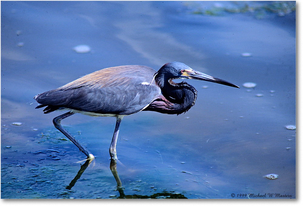 TricolorHeron_ChincoNWR_1999Jun_E28 copy