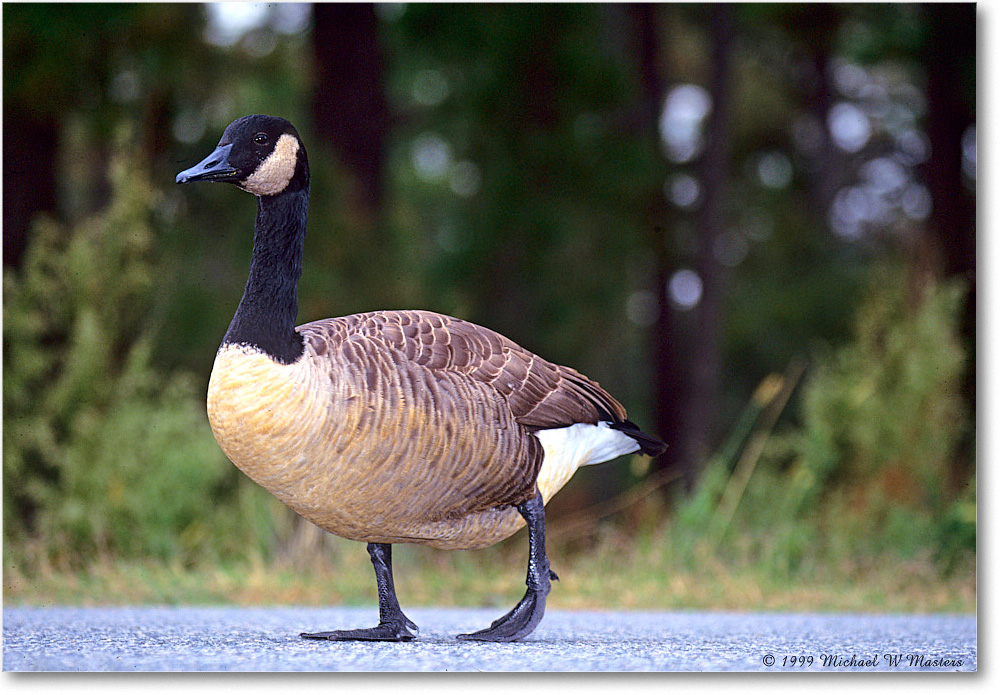 CanadaGoose_ChincoNWR_1999Oct_E22 copy