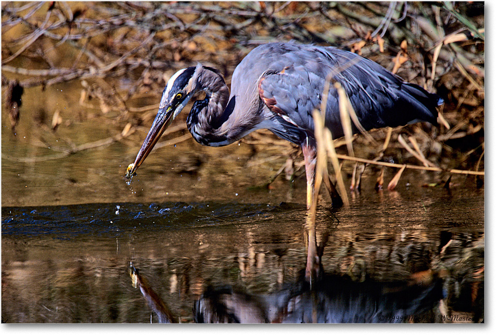 GreatBlueHeron&Fish_ChincoNWR_1999Oct_F03 copy