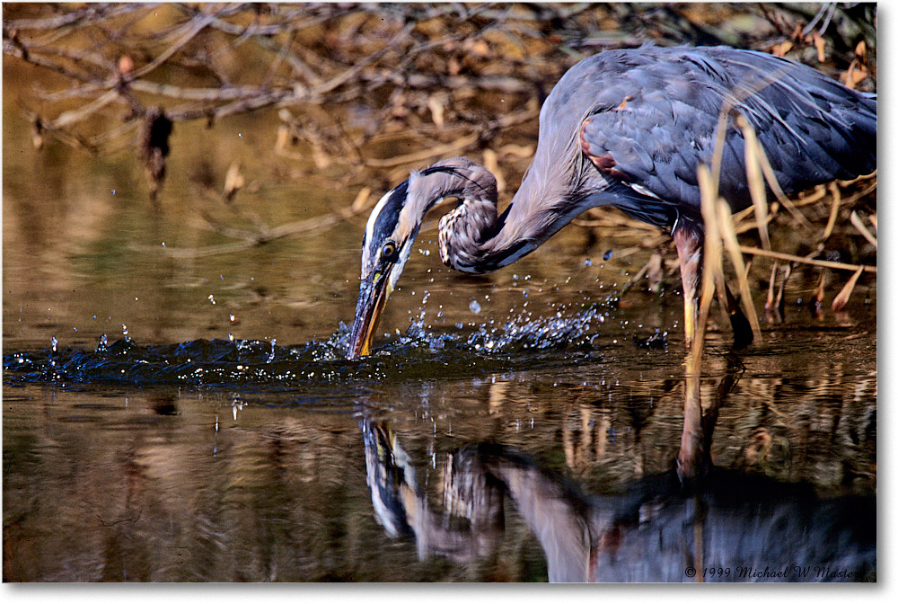 GreatBlueHeronFishing_ChincoNWR_1999Oct_F03 copy