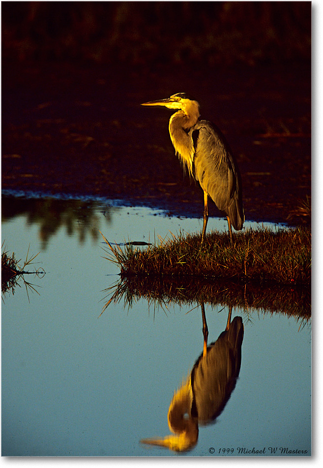 GreatBlueHeron_ChincoNWR_1999Oct_E05 copy