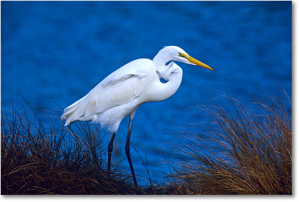 GreatEgret_ChincoNWR_1999Oct_E10 copy