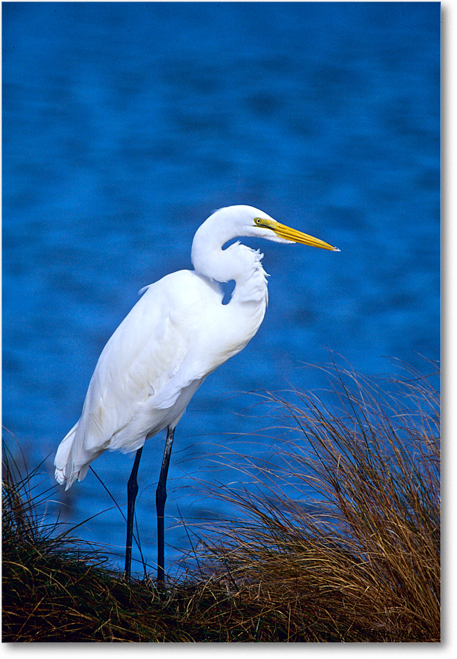 GreatEgret_ChincoNWR_1999Oct_E13b copy