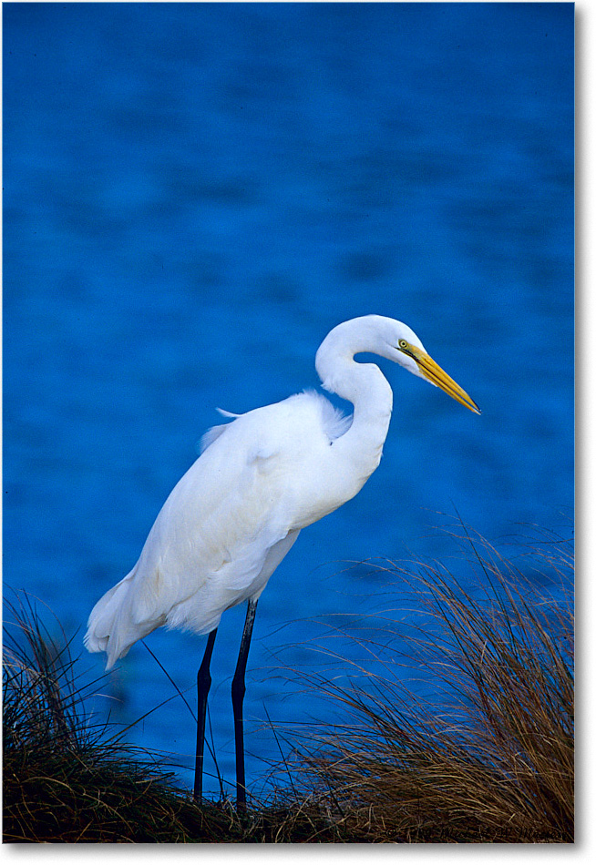 GreatEgret_ChincoNWR_1999Oct_E27 copy