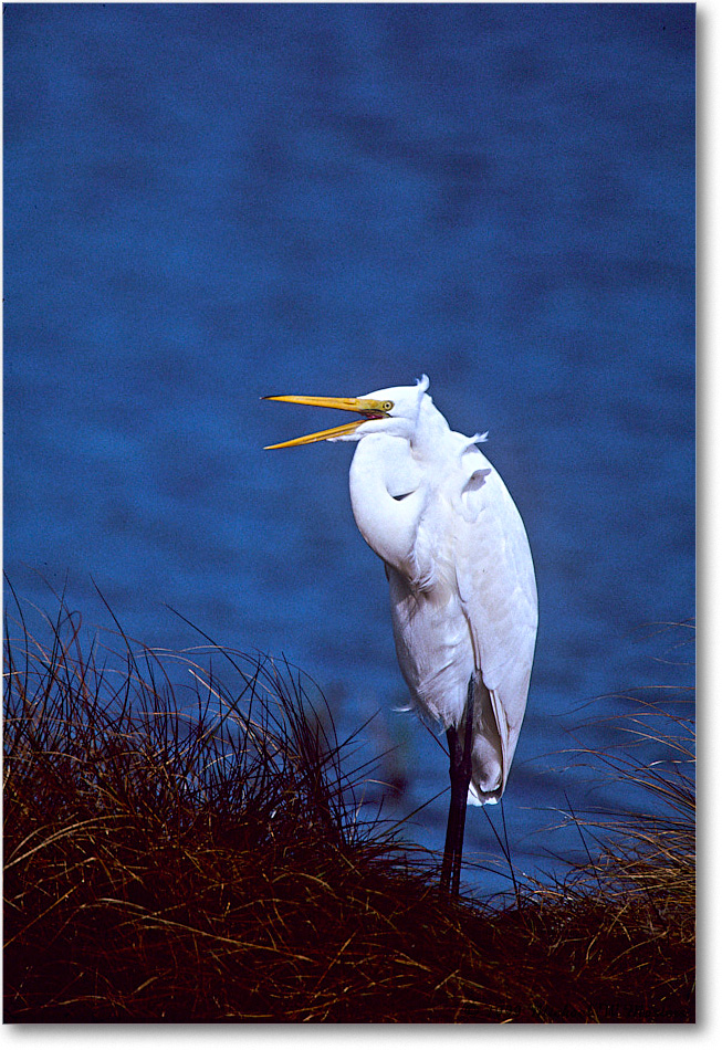 GreatEgret_ChincoNWR_1999Oct_E32 copy