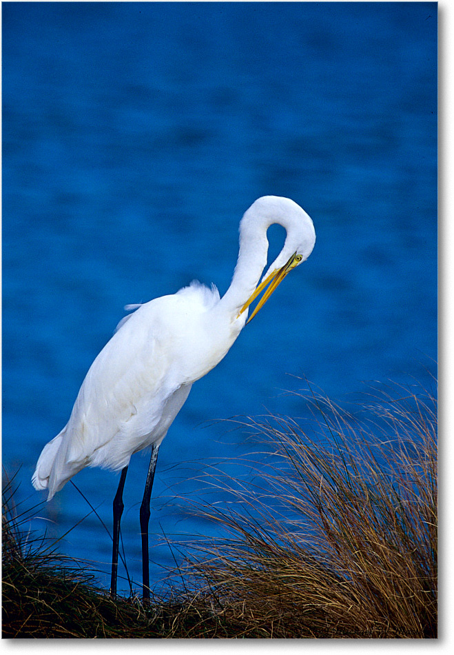 GreatEgret_ChincoNWR_1999Oct_E33 copy