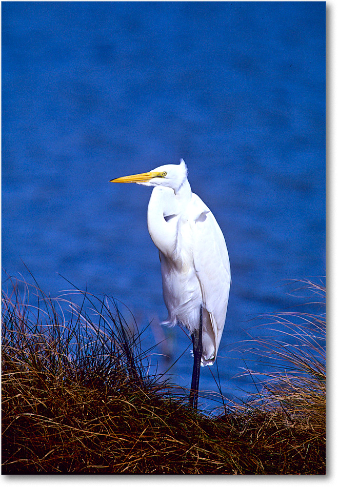 GreatEgret_ChincoNWR_1999Oct_x24 copy