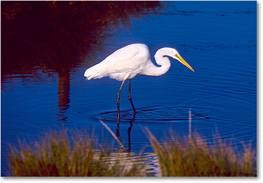 GreatEgret_ChincoNWR_1999Oct_x25 copy