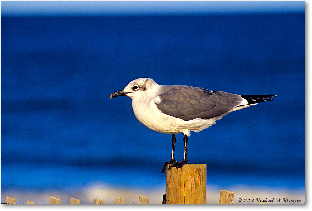 LaughingGull_Assateague_1999Oct_E19 copy