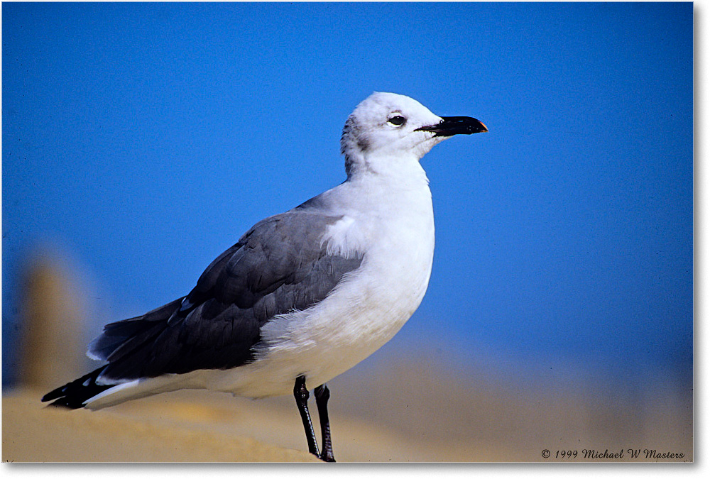 LaughingGull_Assateague_1999Oct_E32 copy