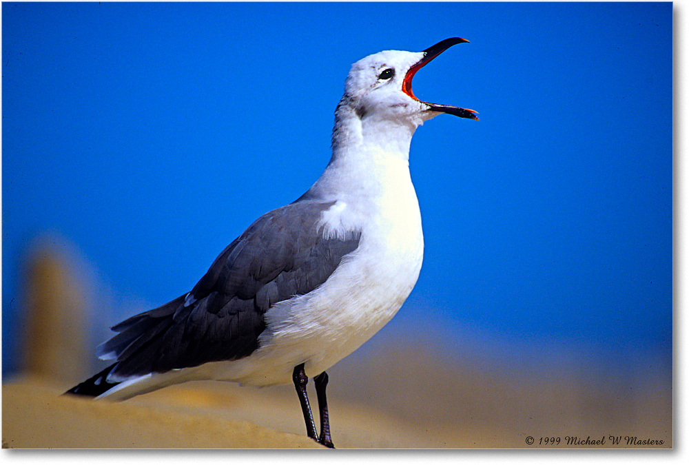LaughingGull_ChincoNWR_1999Oct_E31 copy