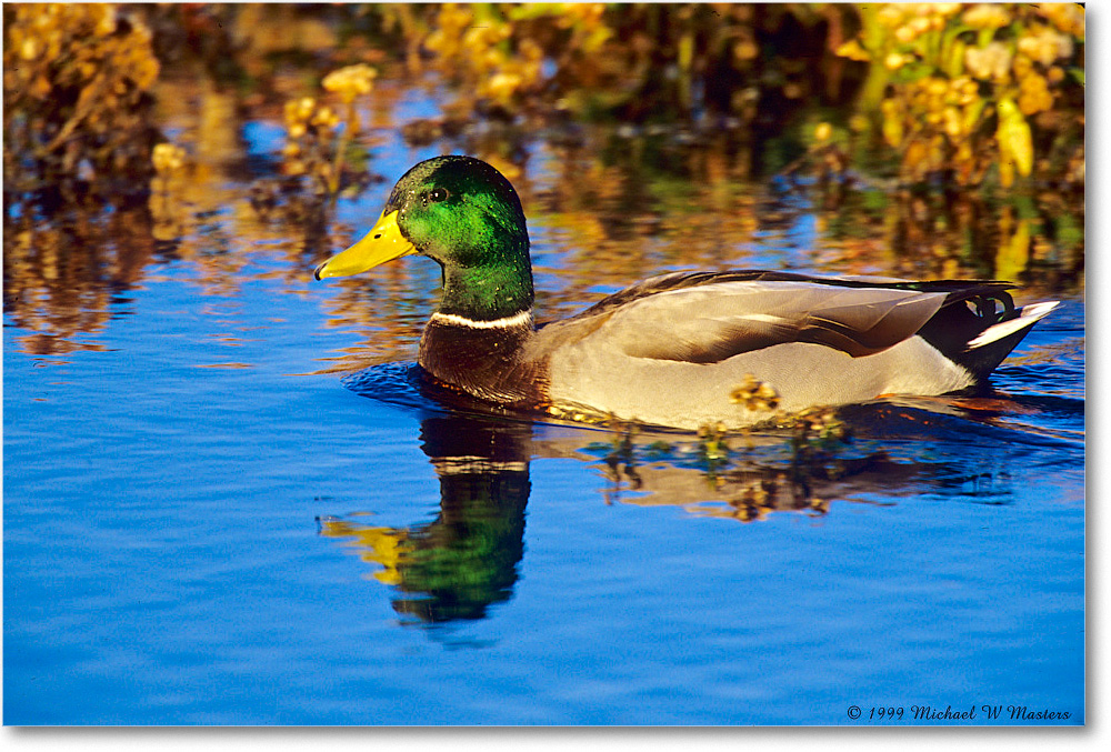 MallardMale_ChincoNWR_1999Oct_E17 copy